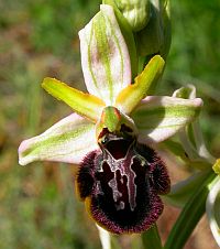 Early Spider Ophrys - Ophrys sphegodes © Teresa Farino