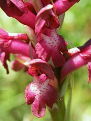 Bug Orchid - Orchis coriophora © Teresa Farino