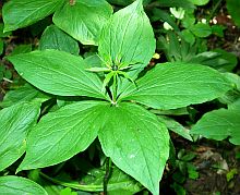 Herb-Paris - Paris quadrifolia © Teresa Farino