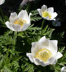 Pulsatilla alpina ssp. cantabrica © Teresa Farino