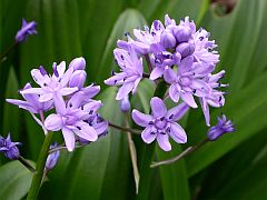 Pyrenean Squill - Scilla lilio-hyacinthus © Teresa Farino