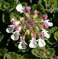 Pyrenean Germander - Teucrium pyrenaicum © Teresa Farino