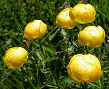 Globeflower - Trollius europaeus © Teresa Farino