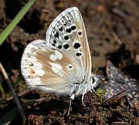 Gavarnie Blue - Agriades pyrenaicus asturiensis © Teresa Farino