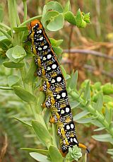 Spurge Hawk-moth larva - Hyles euphorbiae © Teresa Farino