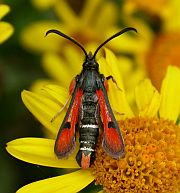 Fiery Clearwing - Pyropteron chrysidiformis © Teresa Farino