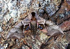 Eyed Hawk-moth - Smerinthus ocellatus © Teresa Farino