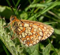 Bog Fritillary - Boloria eunomia © Teresa Farino