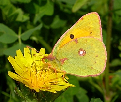 Clouded Yellow - Colias crocea © Teresa Farino