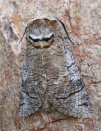 Goat Moth - Cossus cossus © Teresa Farino