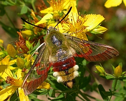 Broad-bordered Bee Hawkmoth - Hemaris fuciformis © Teresa Farino