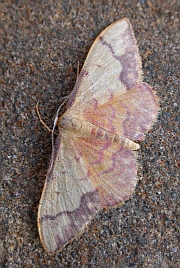 Idaea ostrinaria © Teresa Farino