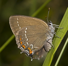 Ilex Hairstreak - Satyrium ilicis © Andrew Burns