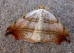 Beautiful Hook-tip - Laspeyria flexula © Teresa Farino