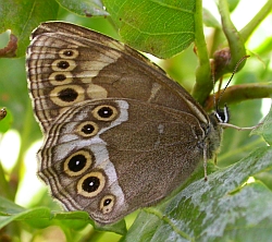 Woodland Brown - Lopinga achine © Teresa Farino