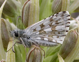 Safflower skipper - Pyrgus carthami © Teresa Farino