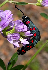 White-collared Burnets - Zygaena lavandulae © Teresa Farino