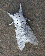 Lesser Puss Moth - Cerura erminea © Teresa Farino