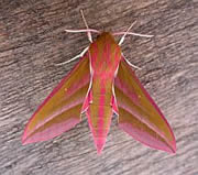 Elephant Hawk-moth - Deilephila elpenor © Teresa Farino