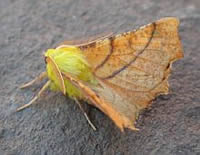 Canary-shouldered Thorn - Ennomos alniaria © Teresa Farino