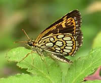 Large Chequered Skipper - Heteropterus morpheus © Teresa Farino