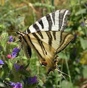 Spanish Swallowtail - Iphiclides feisthamelii © Teresa Farino