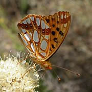 Queen of Spain fritillary - Issoria lathonia © Teresa Farino