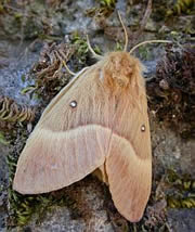 Oak Eggar - Lasiocampa quercus © Teresa Farino