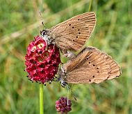 Mating Dusky Large Blues - Maculinea nausithous © Teresa Farino