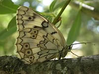 Esper's Marbled White - Melanargia russiae cleanthe © 