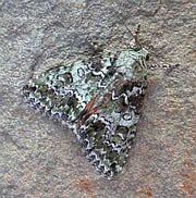 Guernsey Underwing - Polyphaenis viridis © Teresa Farino