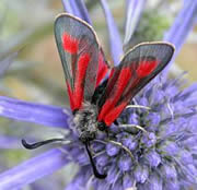 Zygaena contaminei peñalabrica © Teresa Farino