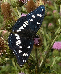 Southern White Admiral - Limenitis reducta &copy; Teresa Farino