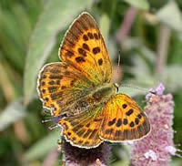 Female Scarce Copper - Lycaena virgaureae &copy; Teresa Farino