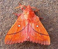Plum Lappet - Odonestis pruni &copy; Teresa Farino