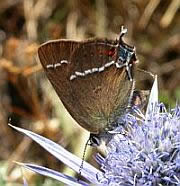 Blue-spot Hairstreak - Satyrium spini &copy; Teresa Farino