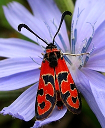 Zygaena fausta &copy; Teresa Farino