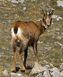 Southern Chamois - Rupicapra pyrenaica parva © Teresa Farino