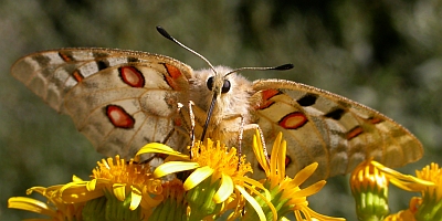 Apollo - Parnassius apollo © Teresa Farino