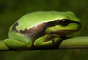 Iberian Tree Frog - Hyla molleri