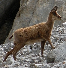 Isard (Southern Chamois) - Rupicapra pyrenaica parva &copy; Teresa Farino