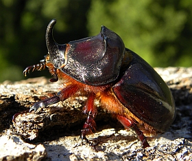 Male Rhinoceros Beetle - Oryctes nasicornis © Teresa Farino