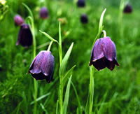 Pyrenean Snakeshead - Fritillaria pyrenaica &copy; Teresa Farino