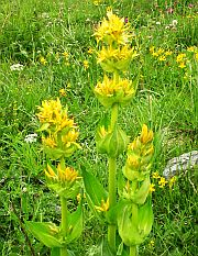 Great Yellow Gentian - Gentiana lutea © Teresa Farino