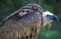 Griffon Vulture - Picos de Europa. &copy; Teresa Farino