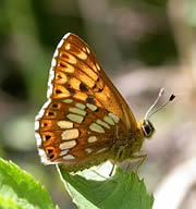 Duke of Burgundy Fritillary - Picos de Europa. &copy; Teresa Farino