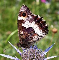 Rock Grayling - Hipparchia alcyone &copy; Teresa Farino