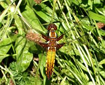 Female Broad-bodied Chaser - Libellula depressa &copy; Teresa Farino
