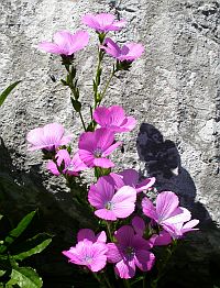 Sticky Flax - Linum viscosum &copy; Teresa Farino