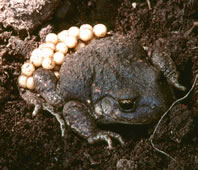 Midwife Toad - Picos de Europa. &copy; Teresa Farino